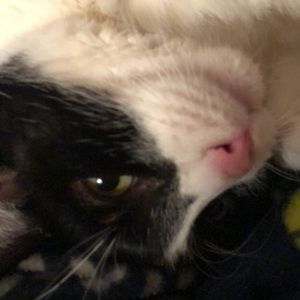 Meet your Posher, Dawn